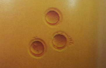 Denuded Oocyte Denuded Oocyte
